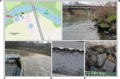 Benthic Diatom Communities in an Alpine River Impacted by Waste Water Treatment Effluents as Revealed Using DNA Metabarcoding